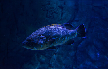 Fototapeta premium Fish Swimming In The Depths Of The Ocean. Ecosystem