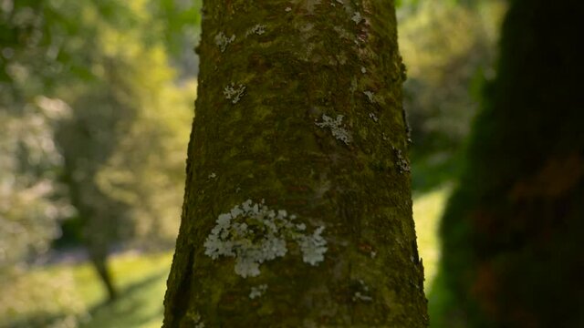 trunk of a tree