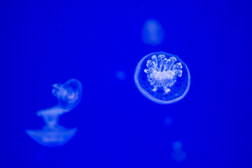 Naklejka na ściany i meble Small Sea Lung Jellyfish With A Blue Background. Rhizostoma Pulmo. Ecosystem