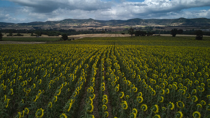 sunflower fields in mountainous landscape with cloudy sky