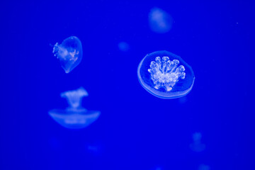 Naklejka na ściany i meble Small Sea Lung Jellyfish With A Blue Background. Rhizostoma Pulmo. Ecosystem