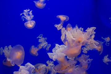 Fototapeta na wymiar Enigmatic Species Of Jellyfish With A Blue Background. Ecosystem