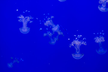 Obraz na płótnie Canvas White-Dot Jellyfish With A Blue Background. Phyllorhiza Punctata. Ecosystem