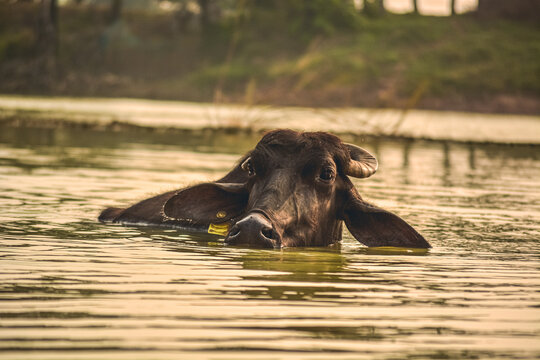 Buffelo in the water