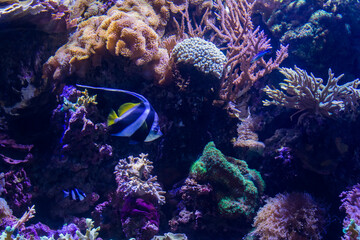 Marine Fish From Tropical Waters Of the Indian And Pacific Ocean, Zanclus Cornutus. Ecosystem