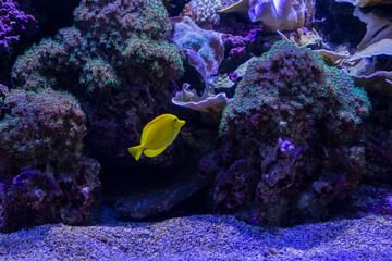 Fototapeta na wymiar Yellow Surgeonfish Swimming Among Corals. Zebrasoma Flavescens Of The Acanthuridae Family. Ecosystem