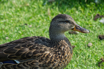 Female Mallard Duck (Anas Platyrhynchos) on the Grass
