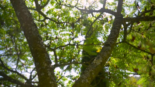 tree in the forest