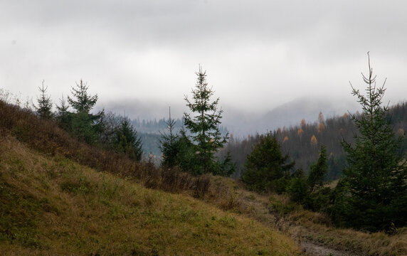 forest in the fog