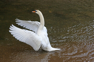 Obraz premium Swan stretching wings on a lake 