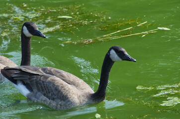Canada Goose (Branta Canadensis) in the Water