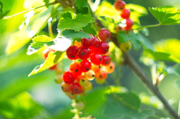 Redcurrant berries are growing in the summer garden. Close up. Bunch of berries with fresh green leaves.