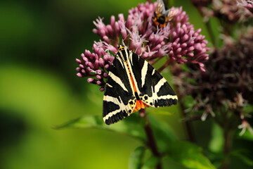 Nature photography with a day-flying moth Jersey tiger euplagia quadripunctaria on a pink plant hemp agrimony eupatorium cannabinum and blurred background - Stockphoto - Powered by Adobe