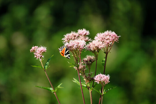 Nature photography with a day-flying moth Jersey tiger euplagia quadripunctaria on a pink plant hemp agrimony eupatorium cannabinum and blurred background - Stockphoto