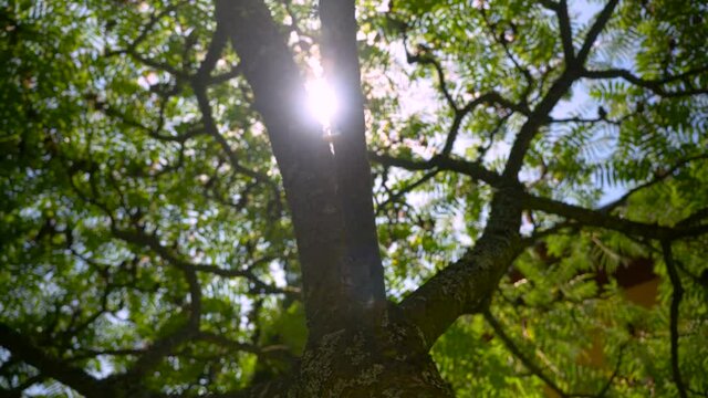 sun and tree