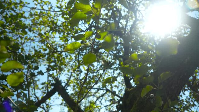green apple tree