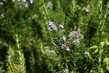 Rosemary, Rosemary flowers, Rosemary in flower, flower, Hub