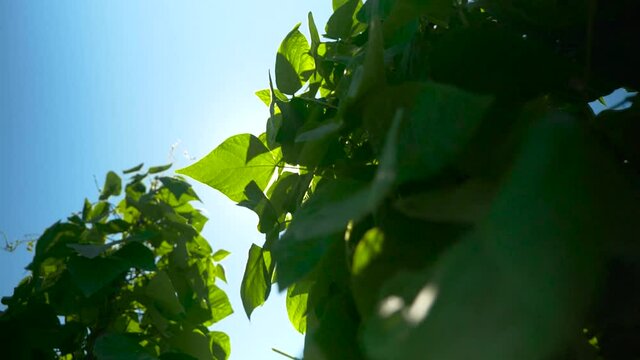 leaves