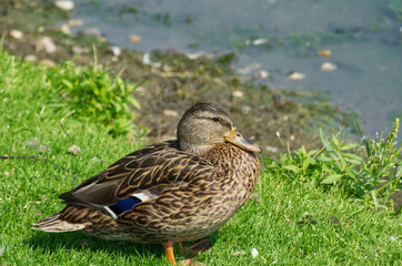 Female Mallard Duck (Anas Platyrhynchos) near the Water's Edge