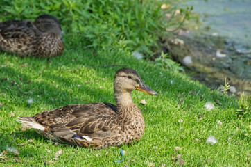 Female Mallard Duck (Anas Platyrhynchos) on the Grass
