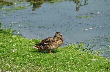 Female Mallard Duck (Anas Platyrhynchos) near the Water's Edge