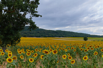 landscape of a sunflower farm in a mountainous passisaje of Burgos, Spain