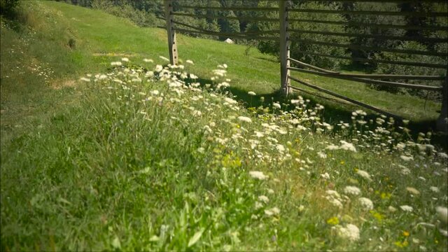 grass