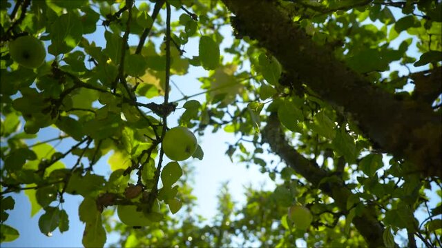 bird on a tree