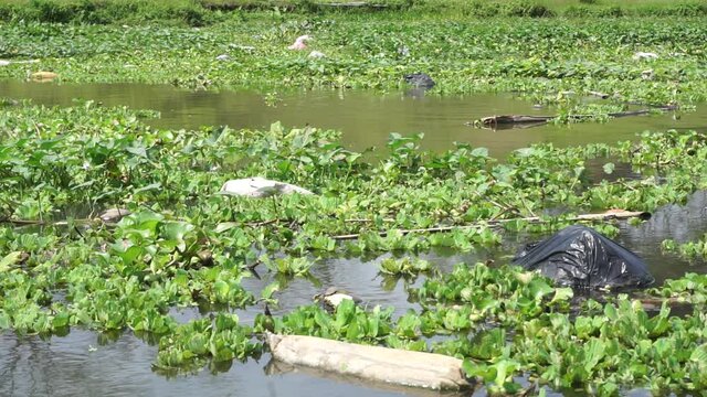 Green grass (Common water hyacinth, hon ngung choi, water cabbage etc) floating in the river with a natural background