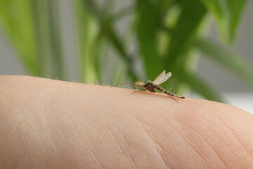Mosquito on human's skin against blurred green background, closeup