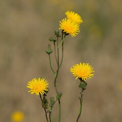 A plant with yellow ornamental flowers and the name Mniszek Polny, commonly growing on cereal arable fields near the town of Fasty near the city of Białystok in Podlasie in Poland.