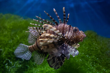 Lionfish (dendrochirus zebra), fish in an aquarium, blurred background