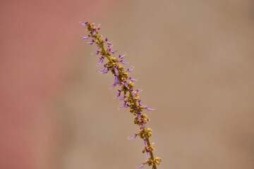 Tallo de flores de orégano con un desenfoque y macro
