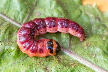 Big scary caterpillar of red color with blood