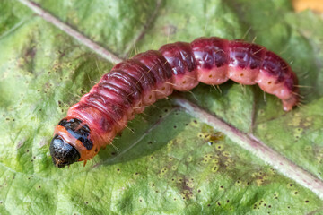 Big scary caterpillar of red color with blood