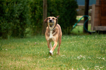 A selective focus shot of a brown dog running on the green grass