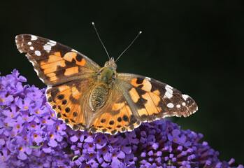 Distelfalter / Vanessa cardui