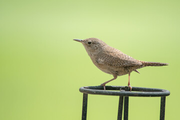A sedge wren perched on an oil torch post near her nest.