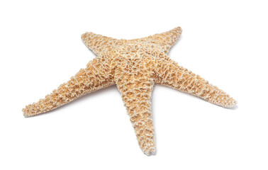 Beautiful sea star isolated on white. Beach object