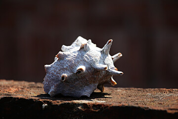conch, Horn herring, a shell, Shell