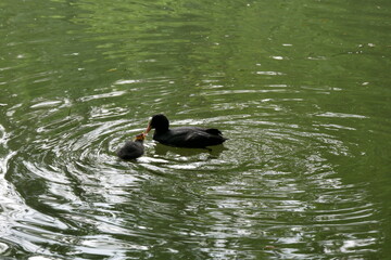 
moorhen