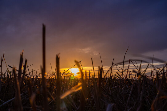 sunset over a wheat field