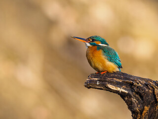 Beautiful nature scene with Common kingfisher (Alcedo atthis). Wildlife shot of Common kingfisher (Alcedo atthis) on the branch. Common kingfisher (Alcedo atthis) in the nature habitat.