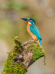 Beautiful nature scene with Common kingfisher (Alcedo atthis). Wildlife shot of Common kingfisher (Alcedo atthis) on the branch. Common kingfisher (Alcedo atthis) in the nature habitat.