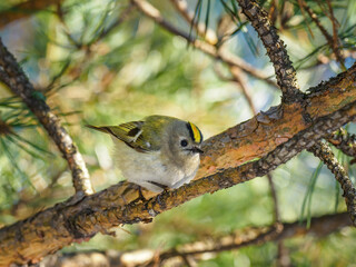 Beautiful nature scene with Goldcrest (Regulus regulus). Wildlife shot of Goldcrest (Regulus regulus) on the branch. Goldcrest (Regulus regulus) in the nature habitat.
