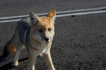 Wild Chile fox