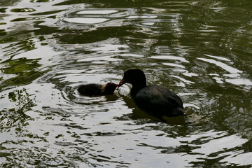 Moorhen feeding