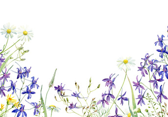 Watercolor chamomile and blue wild flowers on white background
