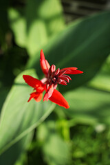 Canna, red canna flowers, flower