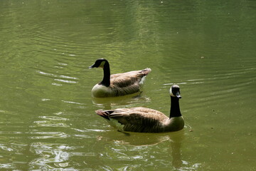 country goose swimming in lake